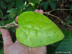 Hoya latifolia