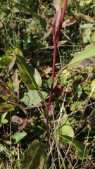 Symphyotrichum urophyllum