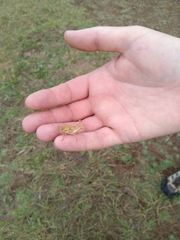 Locusta migratoria