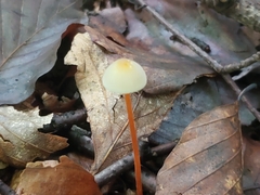 Mycena crocata