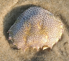 Ovalipes ocellatus
