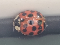 Hesperomyces harmoniae