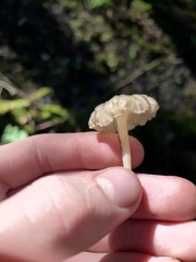 Craterellus tubaeformis