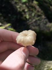 Craterellus tubaeformis