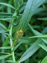 Coleosporium solidaginis