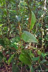 Hoya latifolia