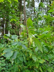 Fraxinus pennsylvanica