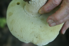 Boletus edulis