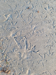 Charadriiformes