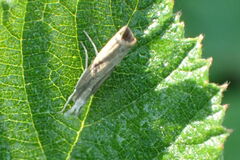 Parapediasia decorellus