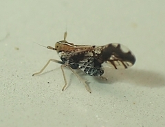 Liburniella ornata