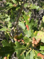 Xanthoteras eburneum