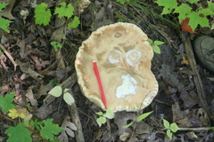 Boletus edulis