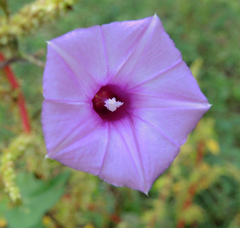 Ipomoea trifida