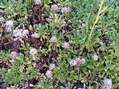 Globularia cordifolia