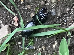 Scarites subterraneus