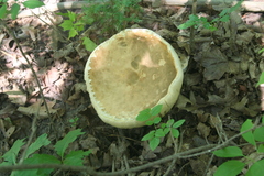 Boletus edulis