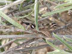 Melanoplini