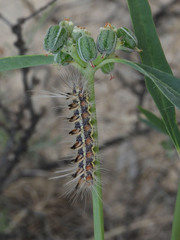 Phaegopterina