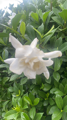 Gardenia jasminoides