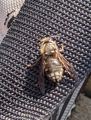 Dolichovespula maculata