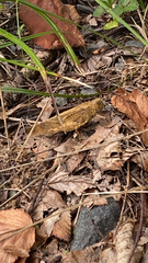 Dissosteira carolina