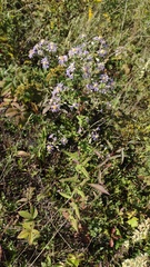 Symphyotrichum undulatum