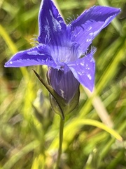 Gentianopsis virgata
