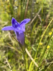 Gentianopsis virgata