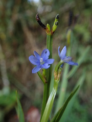 Aristea cladocarpa