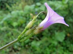 Ipomoea trifida