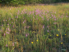 Liatris aspera