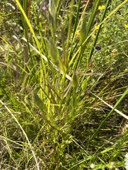 Gentianopsis virgata
