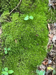 Leucobryum glaucum