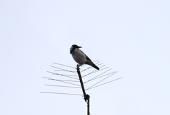 Corvus cornix