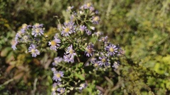 Symphyotrichum undulatum