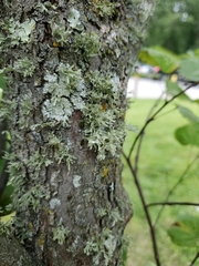 Ramalina americana