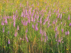 Liatris aspera