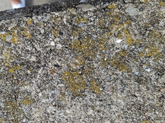 Candelariella aurella