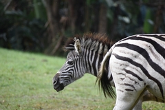 Equus quagga