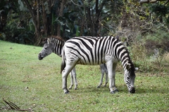 Equus quagga
