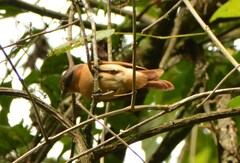 Pachyramphus castaneus