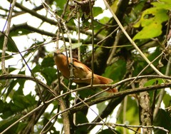 Pachyramphus castaneus