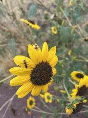 Chauliognathus basalis