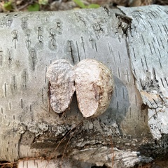 Reticularia lycoperdon