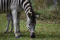 Equus quagga
