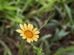 Gazania rigens