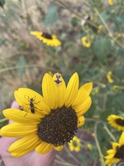 Chauliognathus basalis