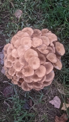 Desarmillaria