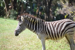 Equus quagga